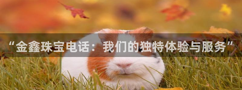 新宝 5测速：“金鑫珠宝电话：我们的独特体验与服务”