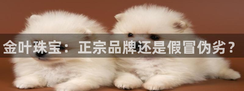 新宝5唯一：金叶珠宝：正宗品牌还是假冒伪劣？