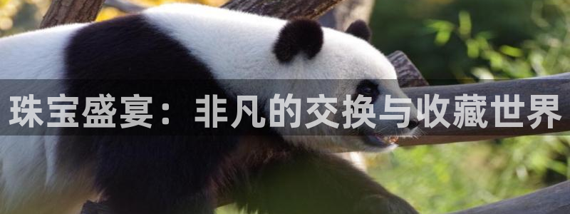 新宝5开户：珠宝盛宴：非凡的交换与收藏世界